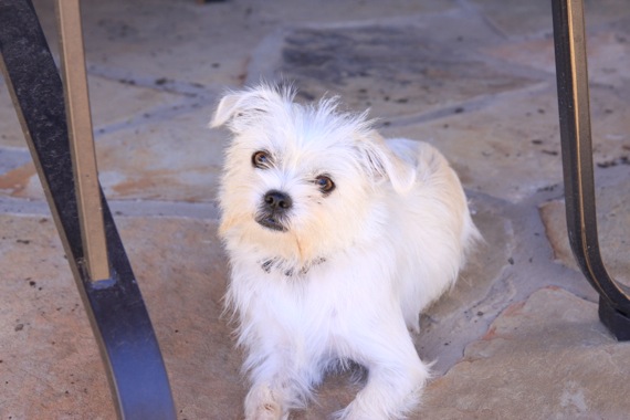 ZuZu